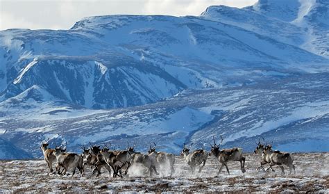 Home – Denali Dog Sled Tours