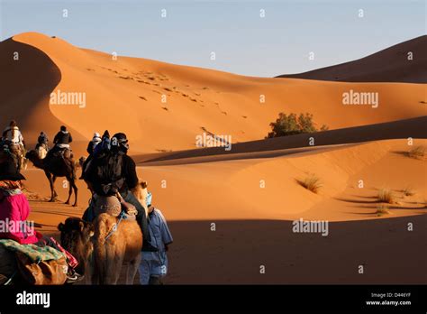 Camel rides in the Sahara Desert Stock Photo - Alamy