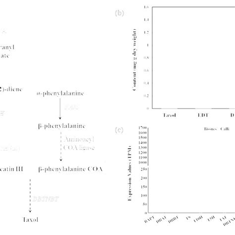 Taxol biosynthesis in callus cells and tissues Taxol biosynthesis was ...