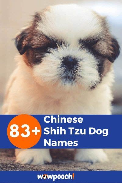 83+ Charming Chinese Shih Tzu Dog Names - WowPooch