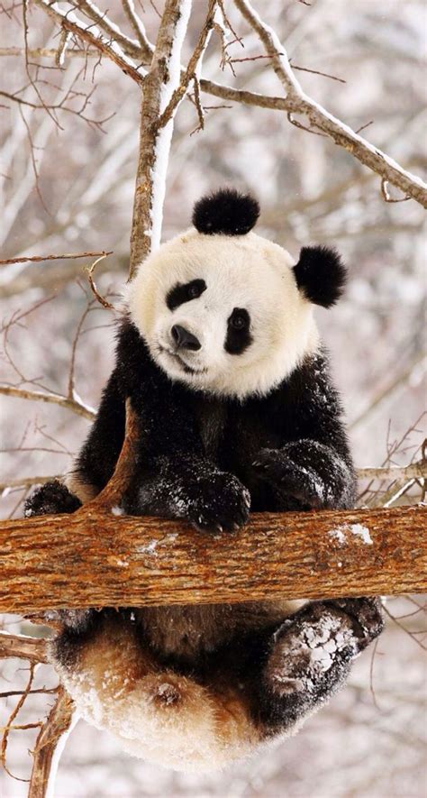 Cute panda in snow. | Panda bear, Panda in snow, Panda