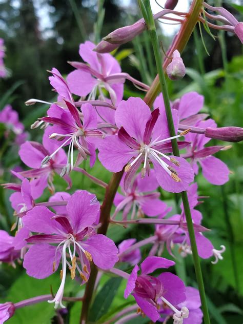 Fireweed Seeds - Plan Bee Native Plants