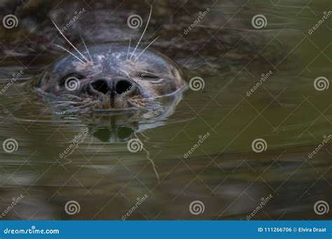 Swimming earless seal stock photo. Image of earless - 111266706