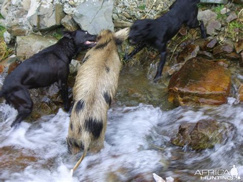 Pig Hunting with Dogs in New Zealand | AfricaHunting.com