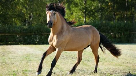 Paso Fino Horse Facts And Information - Breed Profile - AHF