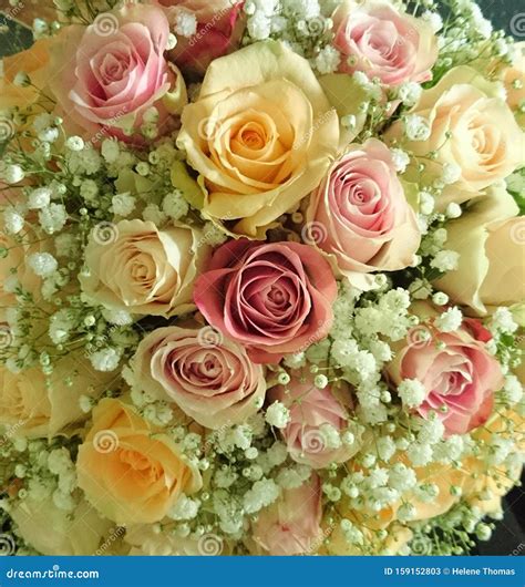 Bunch of roses stock image. Image of flowers, beautiful - 159152803