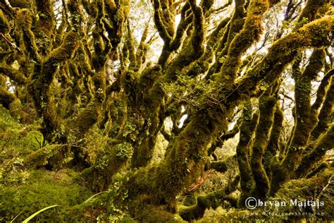 Routeburn Beech Forest, New Zealand