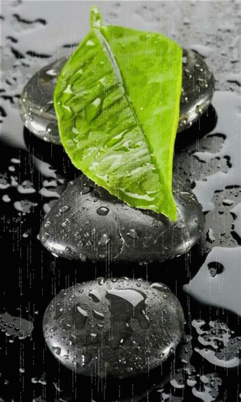 Nice photo with the green leaf and black background. | Color splash, Color splash photography ...