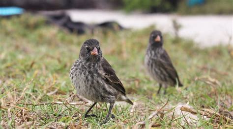 The Medium Ground Finch - Galapagos Medium Ground Finches