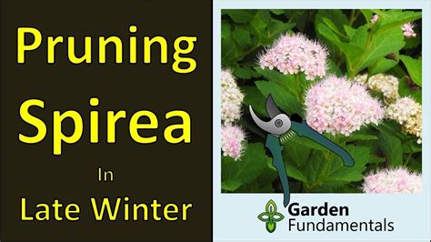 Pruning Spirea Shrubs: winter prune for more flowers - YouTube