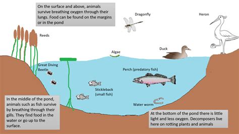 Pond Ecosystem Food Web