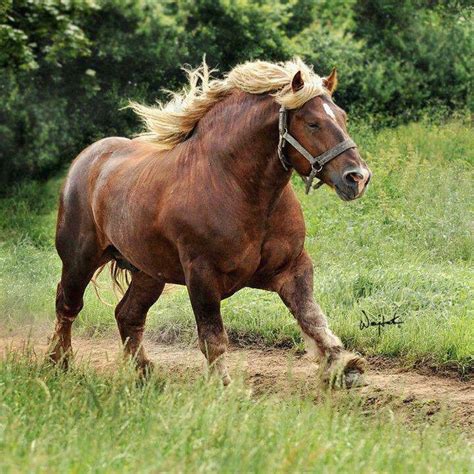 Pure muscle | Horses, Horse breeds, Big horses