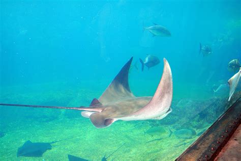 Stingray In Aquarium Free Stock Photo - Public Domain Pictures