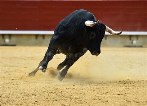 Spanish Bull in Spanish Bullring Stock Photo - Image of field, brave: 147531876