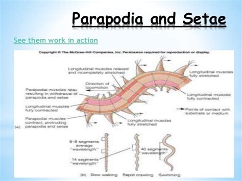 The world of Annelids_gallardo2028