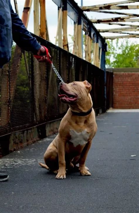 XL bully event could see 100 dogs gather to show they're 'fantastic family pets' - Daily Star