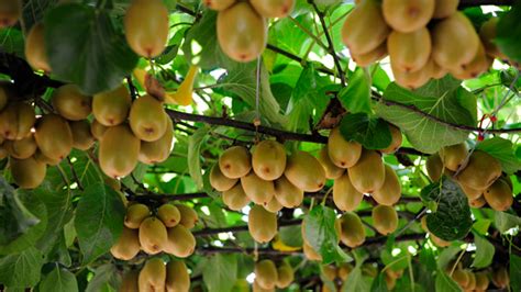 Rich Farm Kenya: Profitable Agribusiness Ideas in Fruit Farming: Kiwi ...