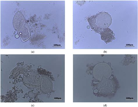 Figure 1 from The Use of Pythium oligandrum in the Biological Control ...