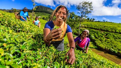 Tea & Taste of Sri Lanka | Amazing Adventures Travel