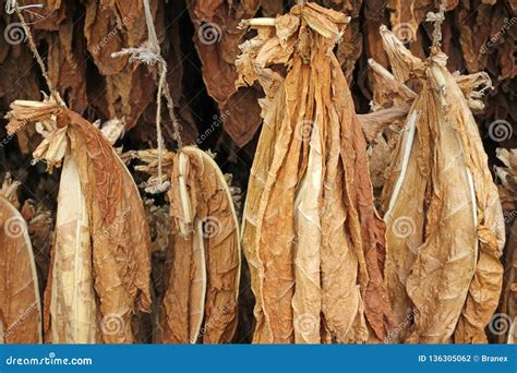 Drying tobacco leaves stock photo. Image of barn, cigarette - 136305062