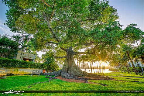 Kapok Tree at Palm Beach Island Flagler Museum