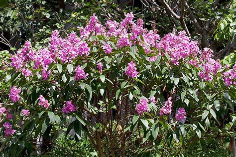 500 Tibouchina Granulosa Seeds Glory Tree Seeds Purple | Etsy