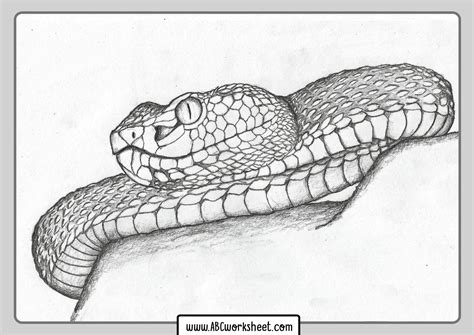 Realistic Printable Snake Coloring Pages Calendar Printable | The Best Porn Website