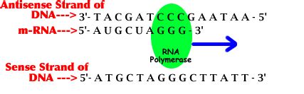 How to transcribe dna - acetobid