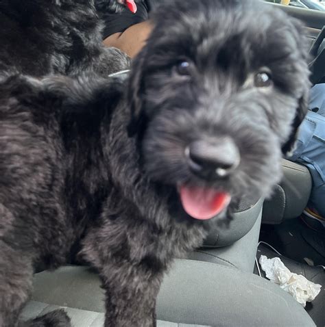 Giant Schnauzer Puppies : r/GiantSchnauzers