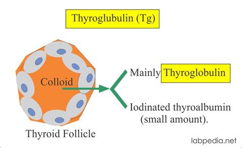 Tumor Marker:- Part 10 – Thyroglobulin (Tg) as Tumor marker – Labpedia.net