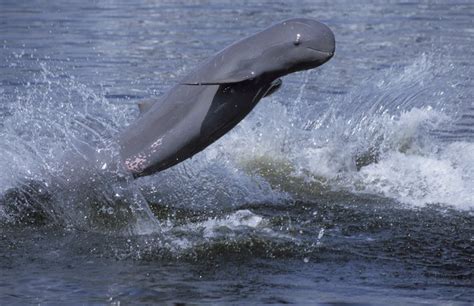 Cambodia Kayaking Tours in Ratanakiri, Kratie, Ban Lung for Dolphins