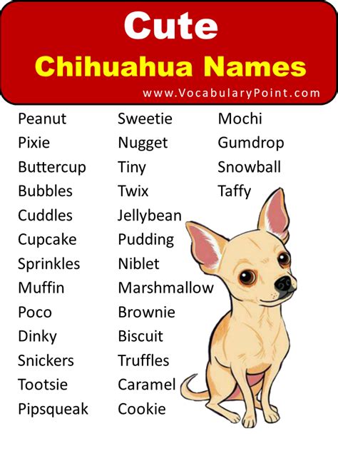 Names for Chihuahua (Cute, Funny & Pet) - Vocabulary Point