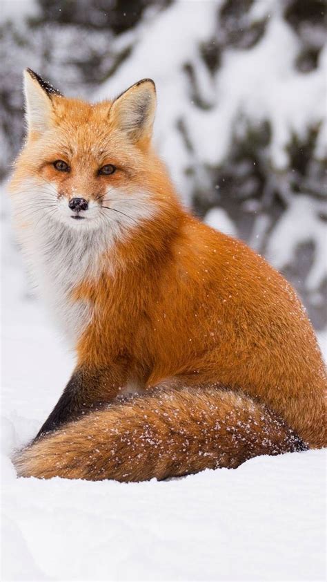 Red Foxes Wallpapers - Wallpaper Cave