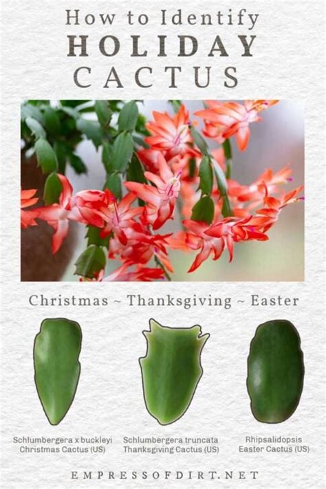 Christmas Cactus or Thanksgiving? How to ID Your Plant