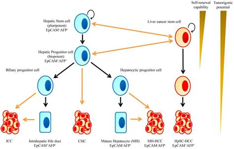 Novel therapeutic Strategies for Targeting Liver Cancer Stem Cells