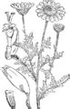 Category:Cota tinctoria - botanical illustrations - Wikimedia Commons