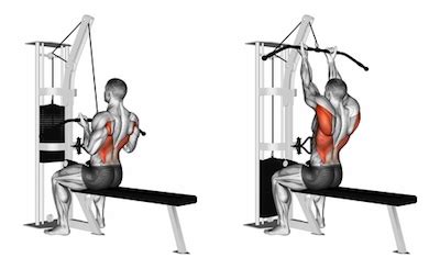 Exercise Database (Back6) - Narrow Underhand Grip Lat Pulldown — Jase ...