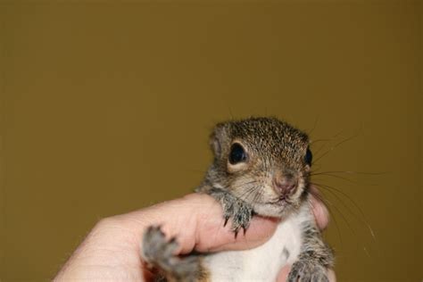 The New York Squirrel: Baby Squirrel Rescue