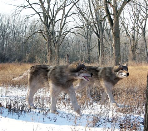 Así era el lobo terrible, una especie gigante que acechaba la Tierra hace 13 mil años - MABARADIO