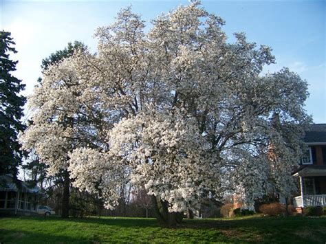 White Magnolia Tree Varieties