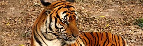 South China Tiger - Animal Facts and Information