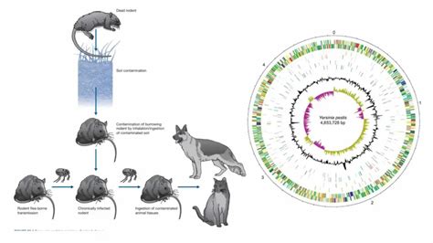 Yersinia Pestis