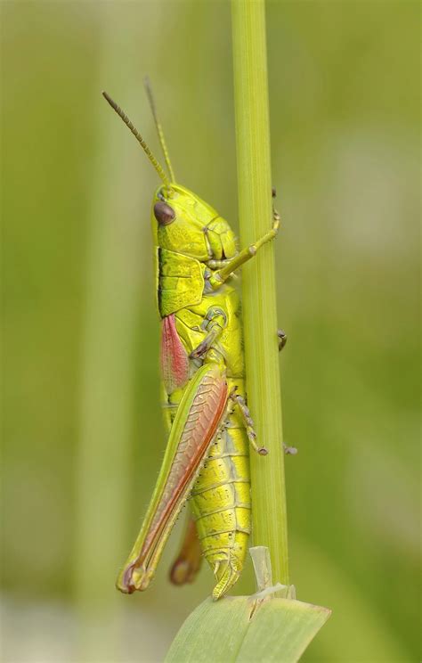 Green Grasshopper · Free Stock Photo