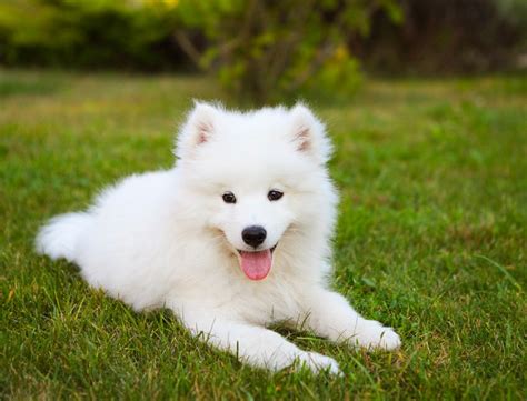 Samoyed Dog Breed Information, Pictures, Characteristics & Facts - Dogtime