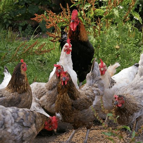 What Can You Feed Your Chickens for Organic Eggs?