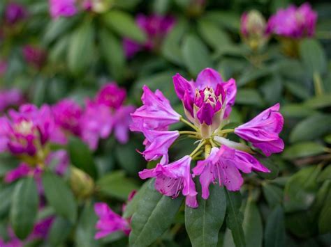 Growing Lapland Rhododendrons: Lapland Rosebay Info | Gardening Know How