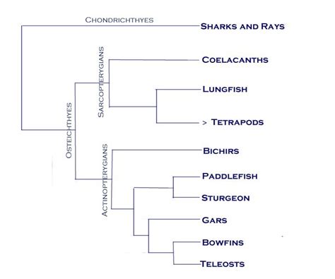 Phylogeny of the Basal Vertebrates (Fish)