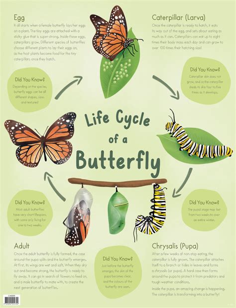 Life Cycle of a Butterfly Chart - Australian Teaching Aids - Merit and ...