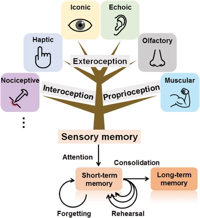 The sensory memory and the multistore model of memory. Sensory memory ...