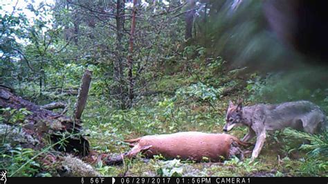 Wisconsin Gray Wolf in the Chequamegon-Nicolet National Forest - YouTube